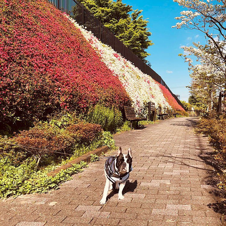 1日毎に開花が進んでます😁