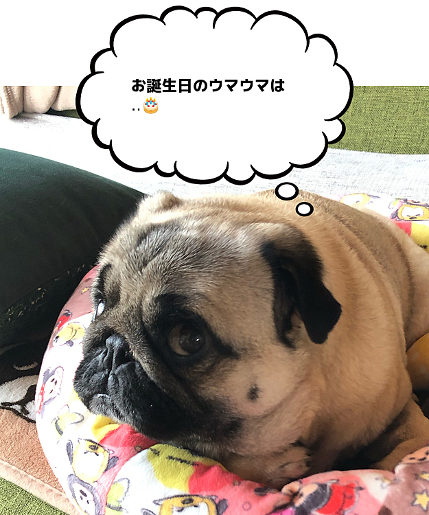 4月9日ししまる5歳のお誕生日🎉
無事にお誕生日迎えられました😊