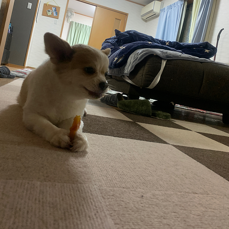 ほくとから隠し持ったおやつをおやすみ前にパクリ😅