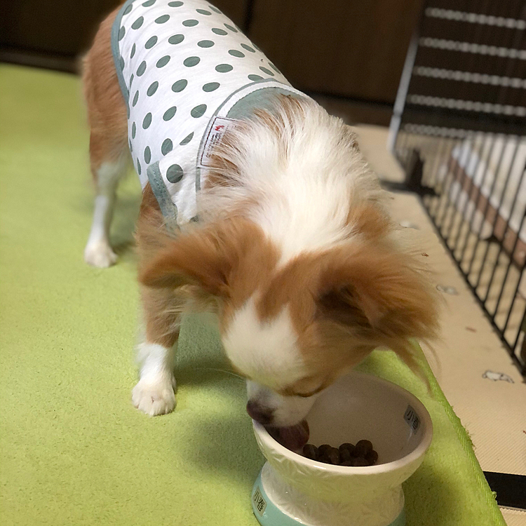 小春は朝から食欲旺盛🎵🐶
朝ごはんをしっかり完食✨
偉いね〜💕😊