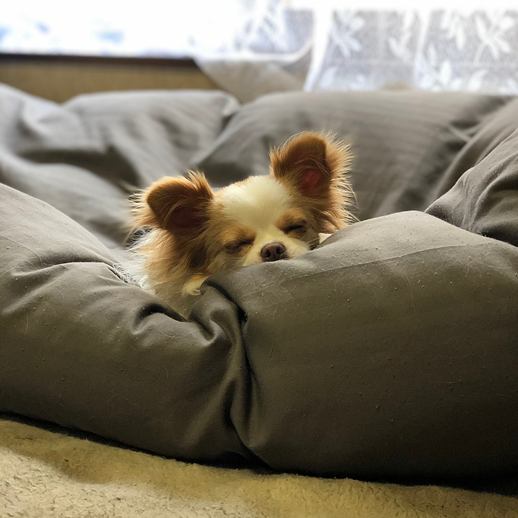小春はお腹いっぱい＆遊び疲れで
眠くなったようです💤🐶😊
小雪はオッサン部屋へ寝に行きました🐶😂