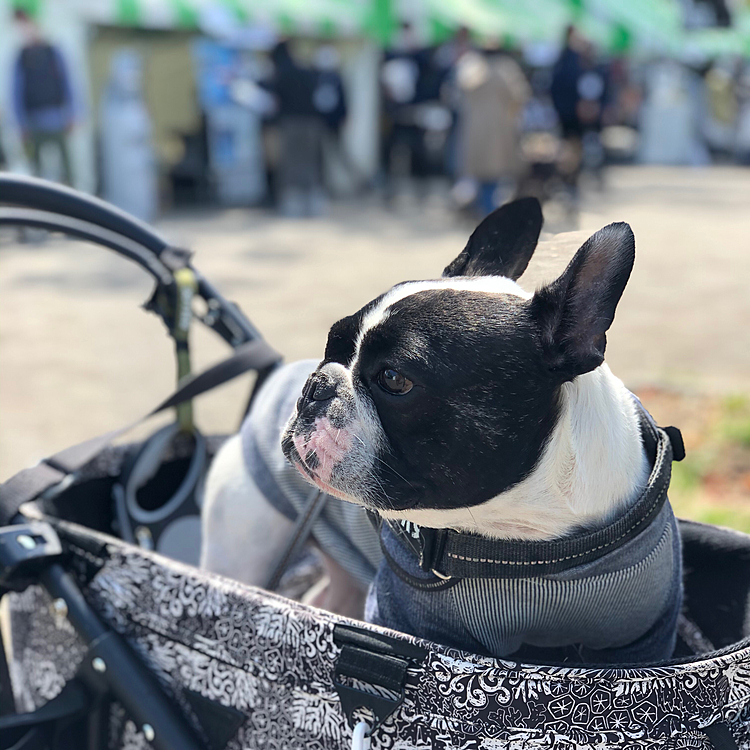 ワンワン吠えあってる🐶たちもいますが、ビビリのまろは大人しくしてます😆