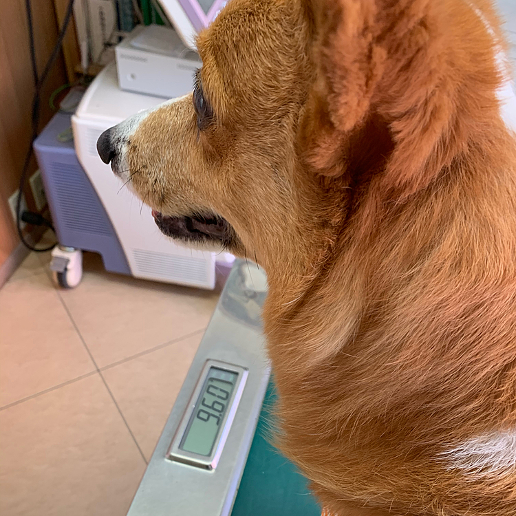 こんにちは😃
いいお天気の土曜日ですが、マーチさんは狂犬病のお注射です💉
先日少し体重が減っていたので、ご飯を増やしたら増え過ぎてました😅
9.5キロ目標なのですが、ビミョーな調整は難しい💦
目の調子もいいね👍と先生に言われひと安心です💓
いざお注射の時💉先生におさえますか⁉️と聞いたのですが、この子あんまり痛みを感じないみたいだからおさえなくていいですと言われ、その通りうんともすんともなく終わりました🤣