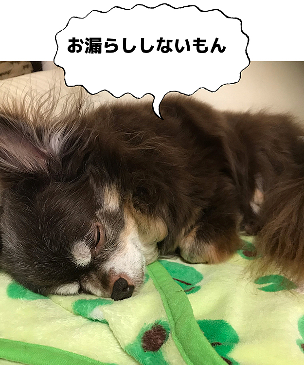 3日目!
彼は考えた🤔
お漏らしするからオムツされるんだ❗️と💦
ルイ、オムツ3日でお漏らししなくなりました😅
年齢のせいかとおもってたお漏らし!
ただの嫌がらせと判明😥
治って良かったけど、一袋買ったマナーベルトどうすんの?💦
まぁ〜いつか又使う日がくるからそれまで倉庫かな😅