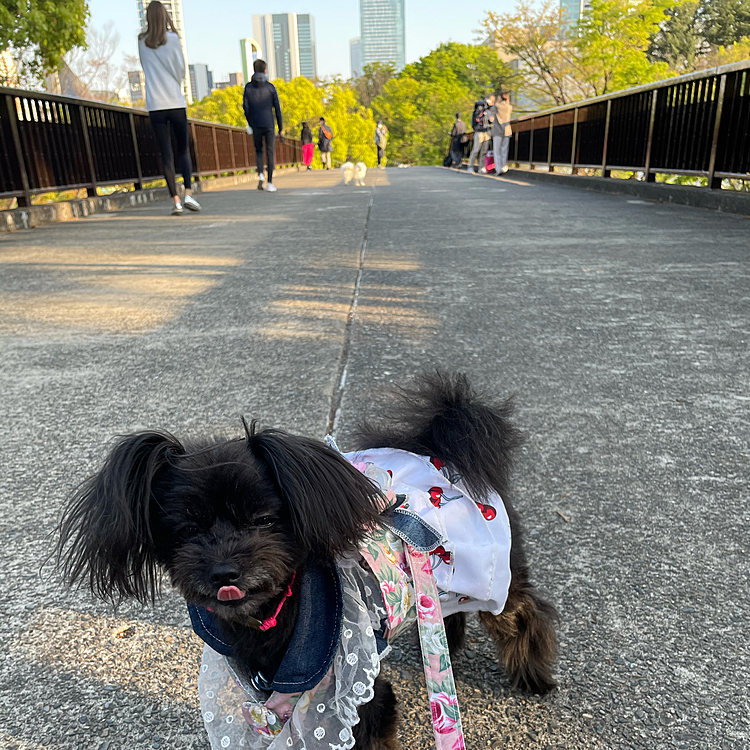 帰る直前の公園で…
めっちゃ眠そう🥱渋谷駅近くまでは歩いてくれました☺️途中のアップルストアのスタッフから可愛い💕と言われて撫でて貰ったらご機嫌に歩いてくれました。