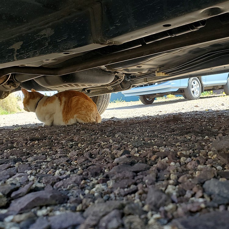 ネコあるある。
車の下で🚙日向ぼっこ。
晴れてよかったね🌞
