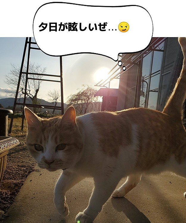 メスだけど…😅
キュウのパトロール終了。お疲れ✋