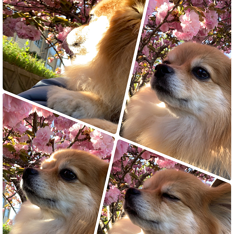 2021/4/11
今朝はとてもお天気が良くて、お散歩も1時間のロングコース。八重桜が満開でとても綺麗でした🥰
凛もコラボ😆