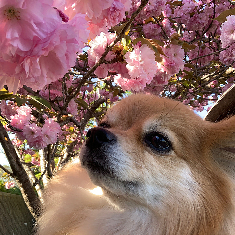 最後にもう一度八重桜とのコラボの一枚を。
昔の少女雑誌の表紙みたい🤣