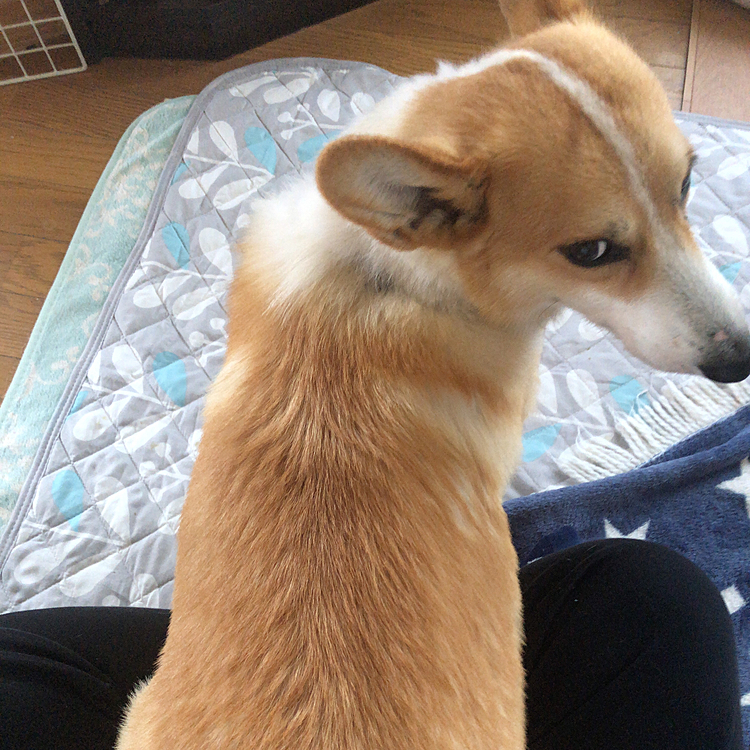 あぐらに腰落として甘えてる🤣
これがいつもの甘え方😊
何故オチリだけなのか謎🤣