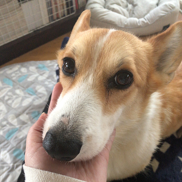 アゴ乗せ甘えん坊😊
おか〜た〜ん〜♥️ってか？🤣😊🤣🤣