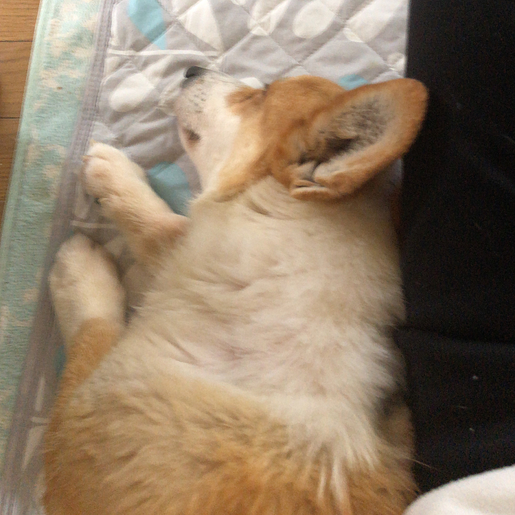 私に寄り添ってる甘えん坊♥️
おか〜たん😍
何処にも行かないでね🤣🤣🤣
