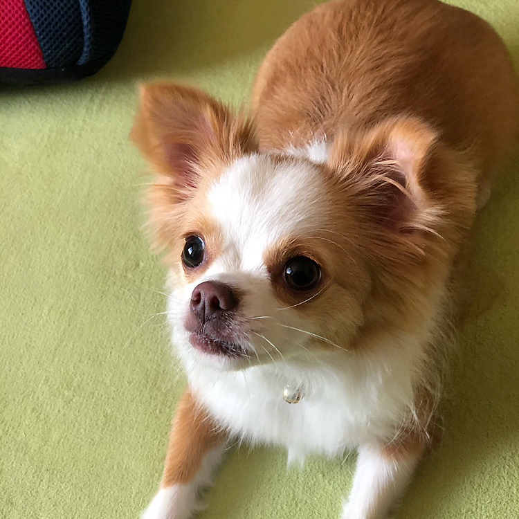 小春もシャンプー🧴してきました🚗
今回は顔の横❓耳の下❓の毛を整えてもらいました🎵
スッキリ小顔になったよね〜✨
もちろん、プリケツに先っぽファッとしたおシッポになりました💕