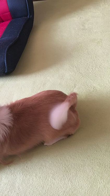 小春のおシッポ、こんな感じです☝️
先っぽがファッ💕