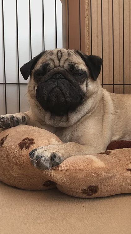 おとちゃんはお疲れの様子😪
眠くてたまりません😪
おやすみ、おとちゃん😴