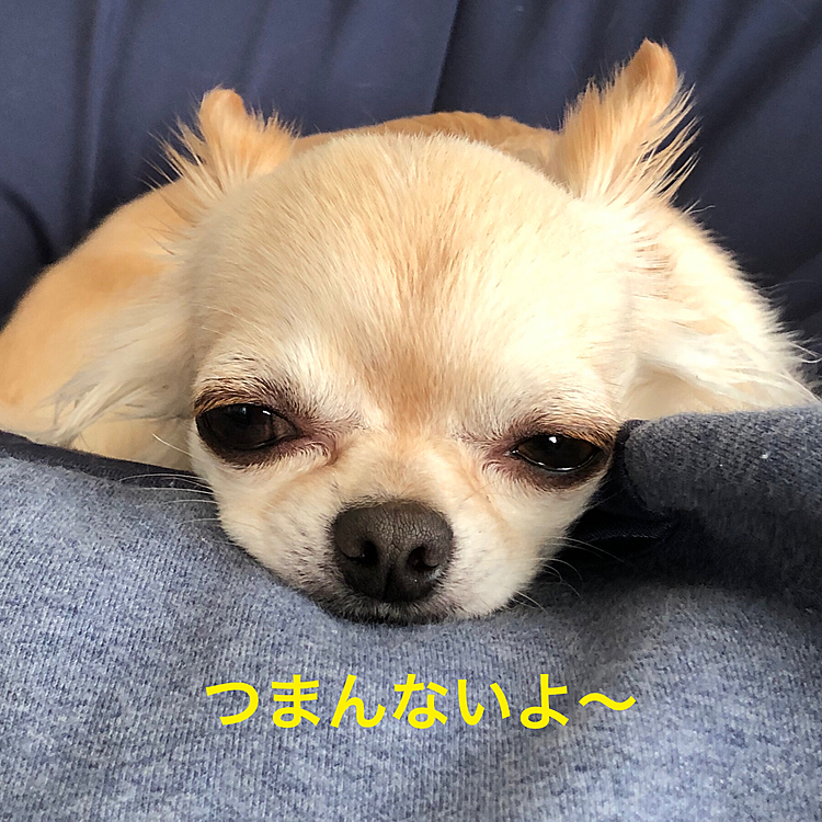 2021.4.11(日)
こんにちは☀️
今日は家でまったりとしていました😊
くうがつまらなそうにしていたのでロング散歩に行ってきました😊
