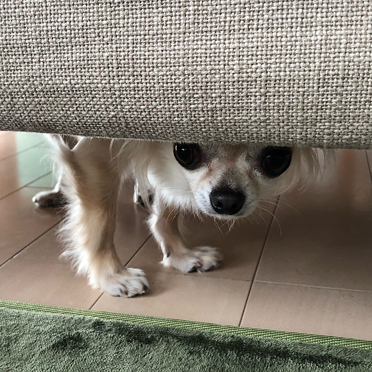 オヤツをあげている時に足にゴミがついてるのを見つけたので取ろうとしたらソファ🛋の下に逃げました💦オヤツは食べたいけど捕まりたくないので様子を伺っています😅