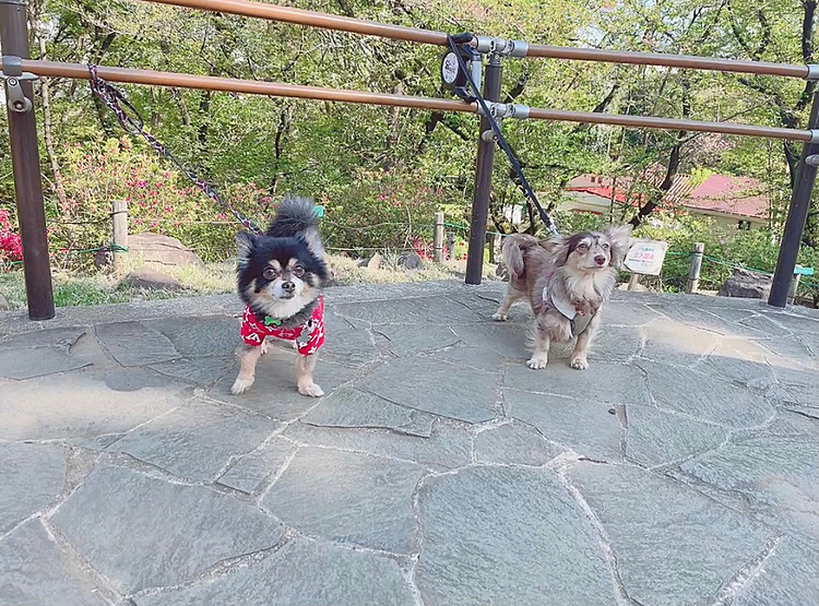 
お昼からポンちゃんとデート🐯🐶💕

新宿区で一番標高が高いらしい、
箱根山に、再び行ってきました🗻

高い感じを全く感じなかったですが、、、笑

本当なのかな？笑


