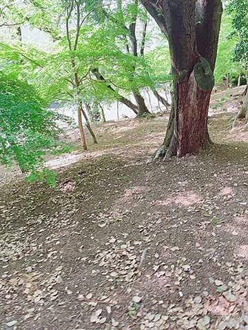 
でも見渡すかぎり一面の緑🌳🌳🌳

森林浴ですね🌳✨
気持ちいいです😊

わんこも多くて最高でした！
頂上で水分補給したり、お友達と遊んだり🐾

2時間程山で遊びました🗻✨

緑、綺麗でしょ〜😊🌳✨
