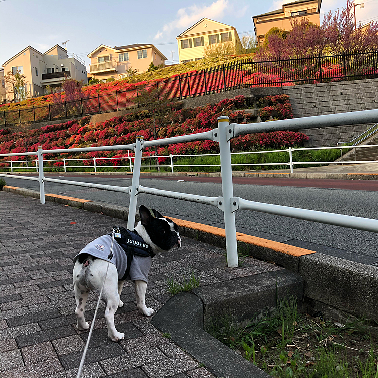 夕散歩行ってきました😀
家を出てすぐの所にある躑躅の壁も満開に近づいてます😁