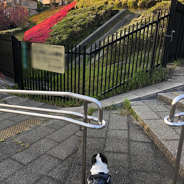 いつもの丘の上からの階段の途中からも躑躅の壁が楽しめます😁