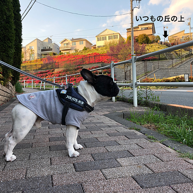 ちなみに「いつもの丘の上」は躑躅の壁の右上です😀