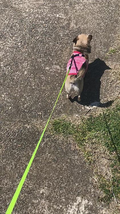 気を取り直してお天気が良いので河川敷へお散歩へ🐶スピッツのお友達とお鼻でご挨拶上手にできたね😆✨