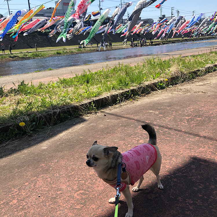 毎年この時期になると、この河川敷にたくさんの鯉のぼり🎏が泳いでます😊
昨年は、コロナの影響で中止でしたが
今年また再開してもらえて嬉しいな😃
