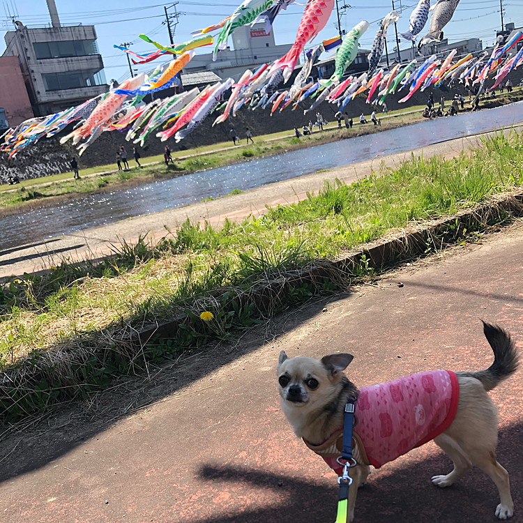 この風物詩ずっとずーっと続いてほしいな💕と願います☺️
pocoは、パタパタたなびく鯉のぼりが少し怖かったみたいです👀💦