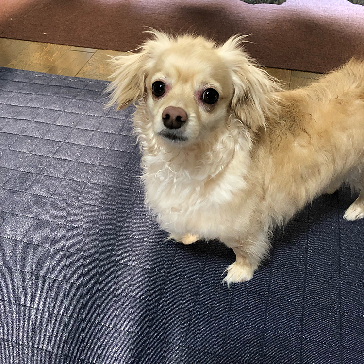 こんばんは🐶
イヴです🐶

おかーさんが、ボクをのせてくれないので、でてきました。
きょう、とつぜんあらわれました。できもののことで、トリミングのよやくをのばしてたんだって。だから、らいしゅうまで、ボサボサなのです。あらわれたあとは、いつものように、あばれました🐶