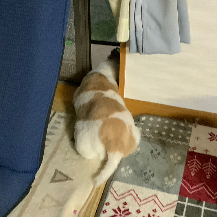 日暮れて庭遊びに未練たらたらのやまとくん
腰回りがやばい😅
運動せなあかんねー