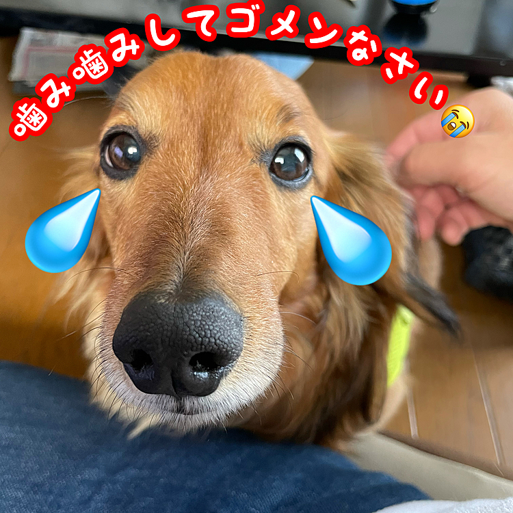 今朝のお散歩で泥だらけになってしまい､たまには…と思いシャンプーをしてあげて､その後体を乾かす部屋に連れて行こうと抱きかかえようとしたら…ガブッとやられました(҂⌣̀_⌣́)
シャワーが苦手なのはわかるけどね｡
反省してるか分からんけどこんな顔されるとね～自分もあまちゃんですね💦