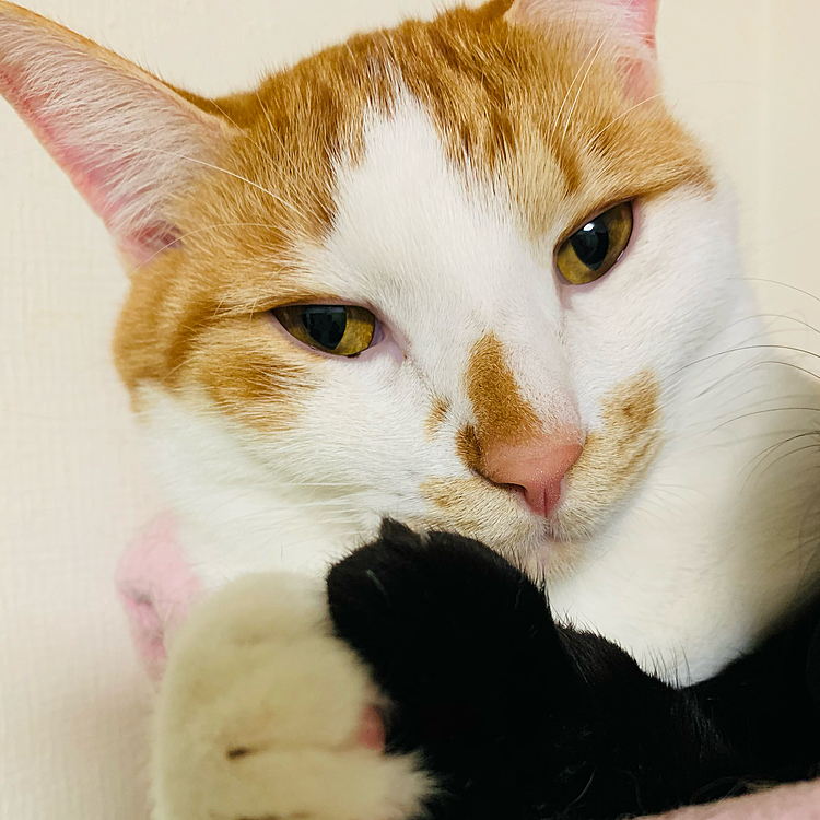 手と手♪(=^ェ^=)