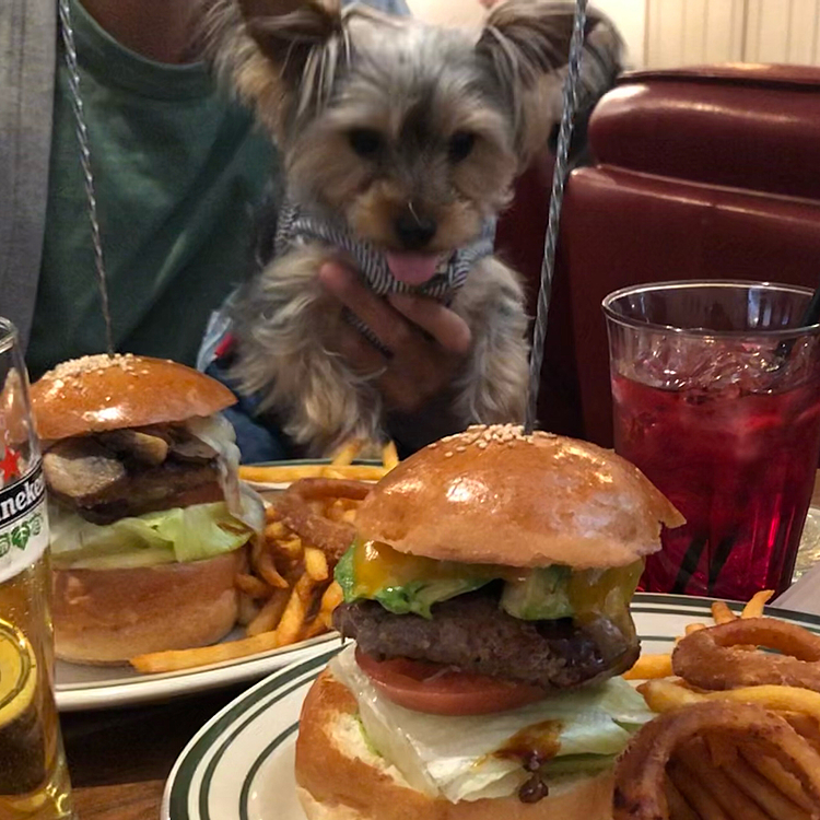 先日行ったお店が気に入りました❤
ハンバーガーうまうま🍔
特別わんちゃんメニューはないけど、わんちゃん連れもぼちぼち見かけ、一般のお客様の方がダントツ多い上わんちゃんが入れるとは思ってもいなかったようで、皆さんなかなか嬉しいリアクションをしてくれる🥰