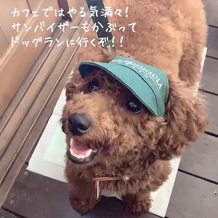 今日もドッグランに行ってきました。
ドックランに行く前にカフェでランチしてから行ったんですけど、そのときは行く気満々だったライアン