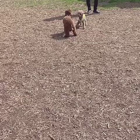 遊ぼと来てくれる子から逃げ、お座りしてしまうのがもう遊びませんアピールポーズみたいです。
徐々に、ゆっくり、ゆーっくり慣れて行こう‼️