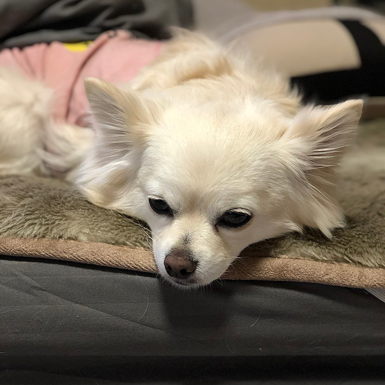 おはようございます☀
月曜日の朝、小雪はネムネム💤
でも❣️
今朝も元気いっぱいお散歩してきました🎵🐶