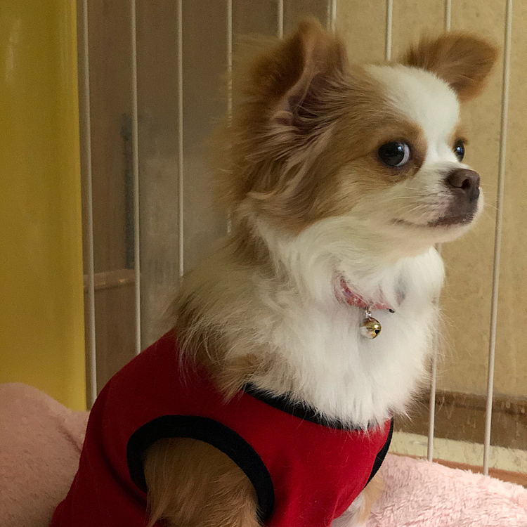 小春は起きたけど…
まだ少しボォ〜ッとしてます🎵🐶

小春❣️
この角度から撮ると美人さんに見えるやん💕😆