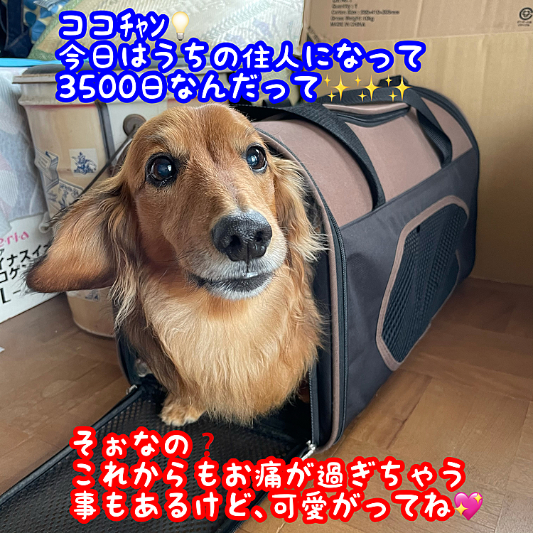 あるペットのSNSアプリの通知で､うちのココﾁｬﾝ🐶うちの住人になって3500日なんだそうな💡
まぁ昨日も実際にお痛も受けたし(また噛まれました💦)ヘルニアにかかるというイレギュラー的な経験もしてるけど､早く歩ける様になって長生きしてね🥰
皆さんもこんなココﾁｬﾝをよろしくお願いします🙏🙏🙏