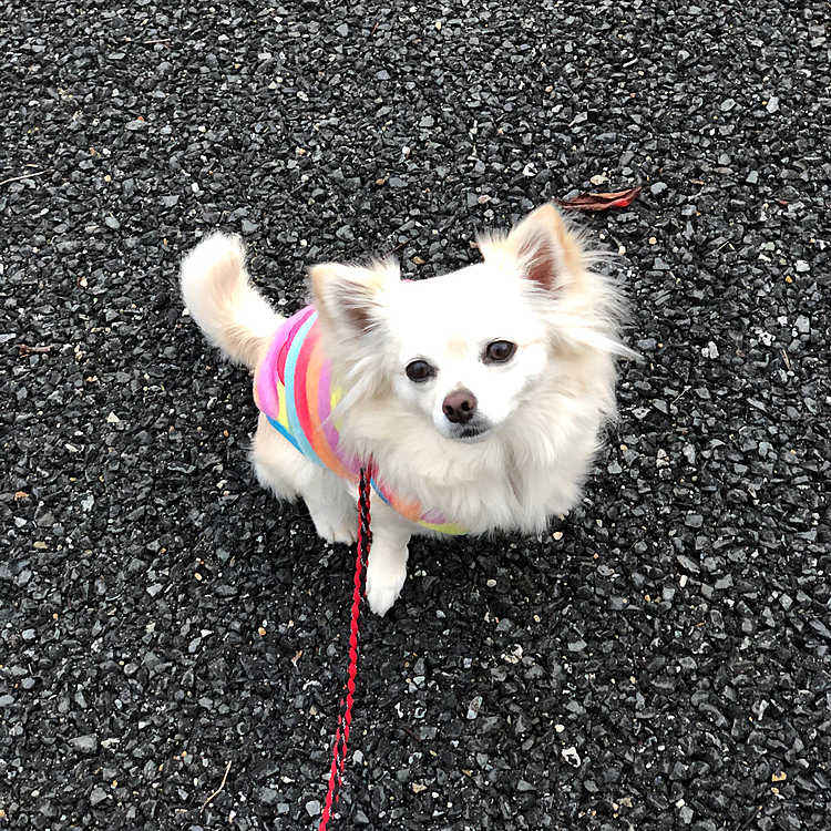 おはようございます☁️
朝ん歩に行ってきたよ🐾👣