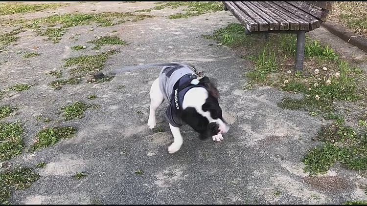この公園の道を挟んだところが躑躅の丘です😀
まろは、そんなの撮ってないでダッシュ💨いくよ❗️ということみたいです😆