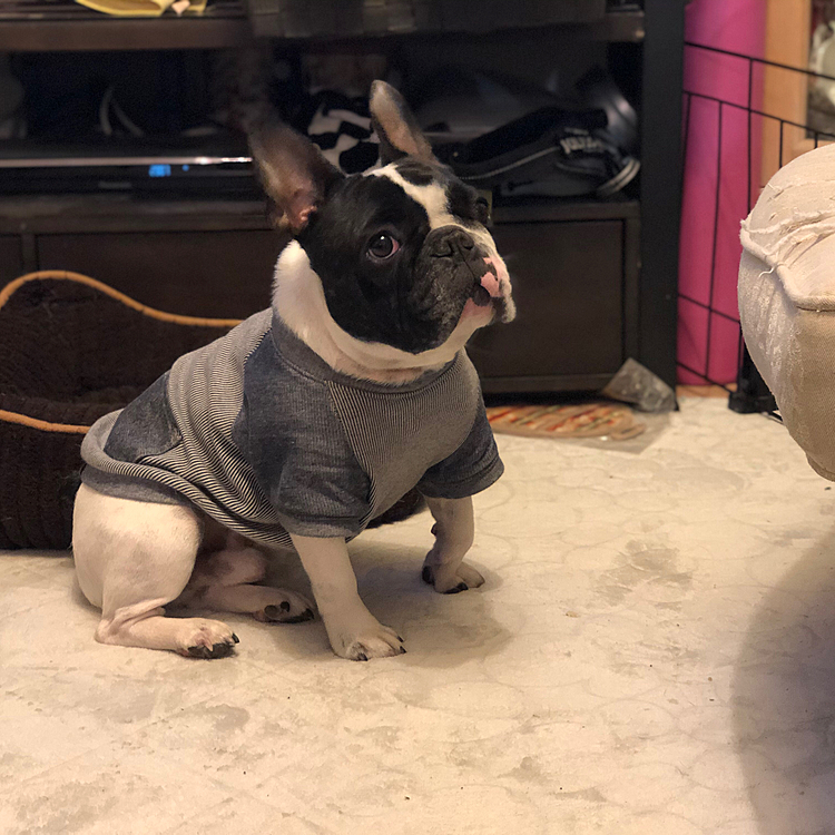 キリがないので違うソファに移動してきましたが、簡単には諦めないようです🤣