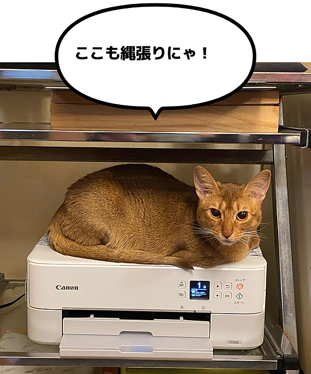 プリンターの動きが気になって仕方がないむぎ😺