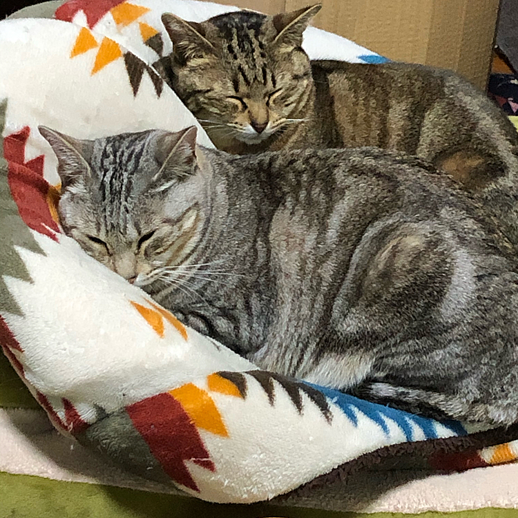 相変わらずにリリルルの姉妹ニャンコは仲がよろし

きびちゃんはいつお仲間になれるかなあ〜