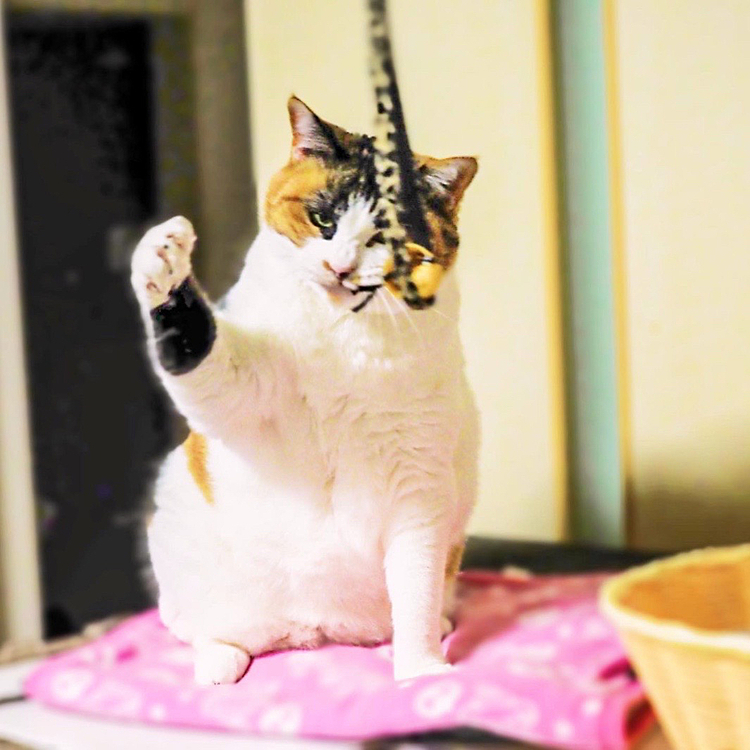気合い入ってます。