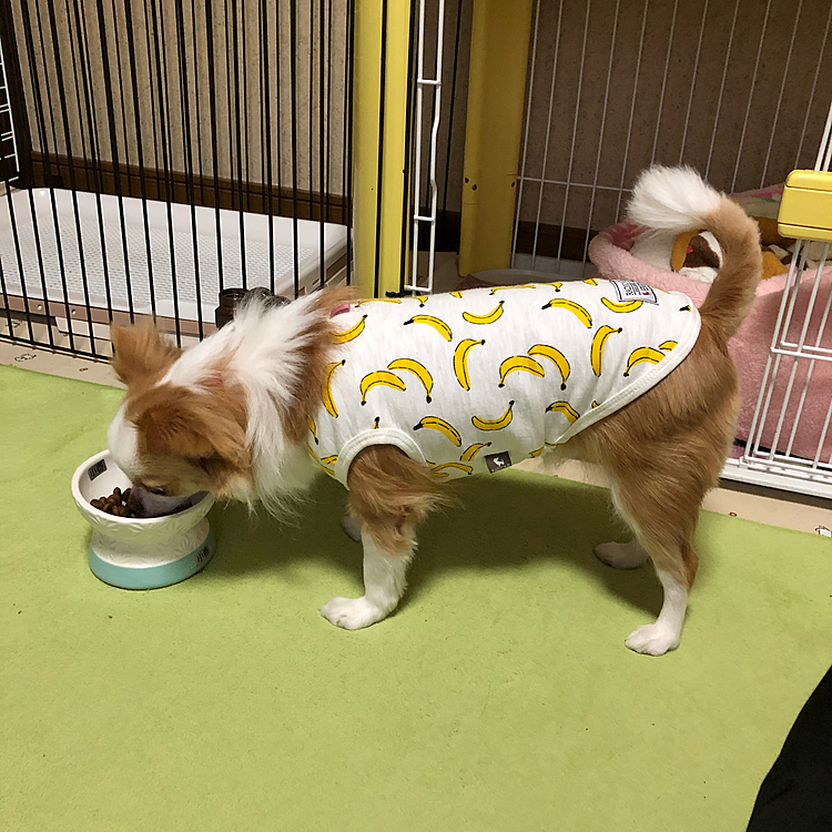 小春、朝から食欲旺盛です🎵🐶
よく噛んで、しっかり完食しました✨🤣
え⁉️そんなにお腹空いてたん❓😅