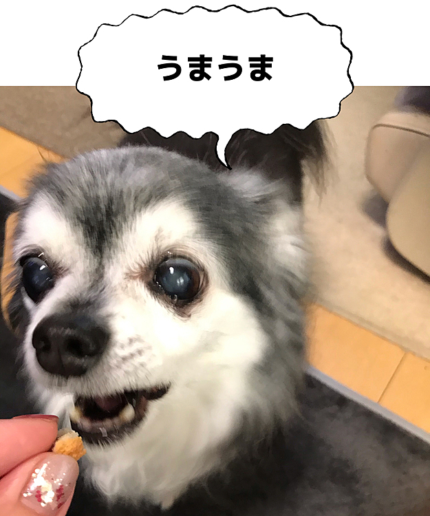 こんにちは😃今日は雨ですね☂️

ちょっと前の朝のパンタイム🍞
小さいのを何個か貰う😅
軍団達の楽しみ❣️

