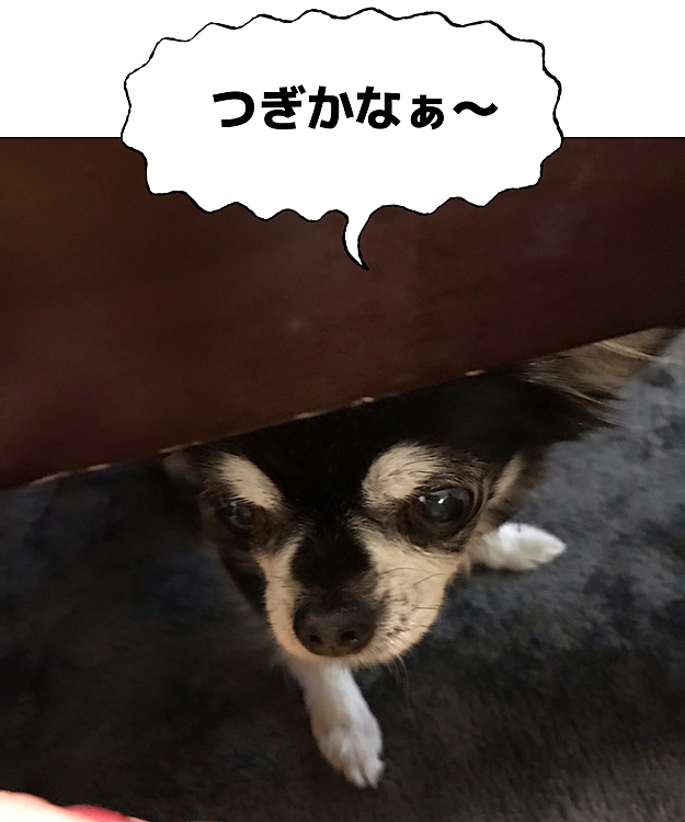 遠慮がちにテーブルの下から待つひな❣️