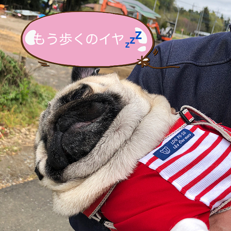 とうちゃん抱っこで強制送還です🤣🤣🤣🤣