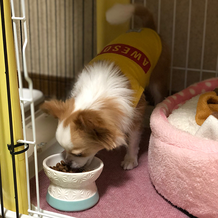 小春は朝からお腹空いたらしい🐶
そりゃ朝から2回も💩したらお腹も空くだろうよ🤣
朝ごはん、キッチリ完食✨
お利口さんやね👍😊
